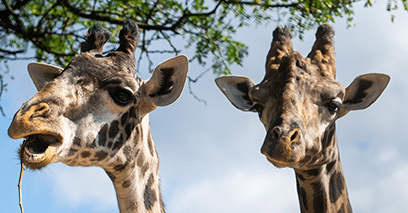 zoo Cleveland Metroparks Zoo
